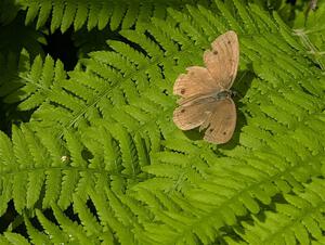 Little Wood Satyr Butterfly