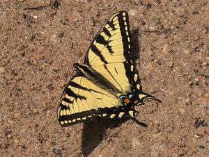 Canadian Tiger Swallowtail Butterfly