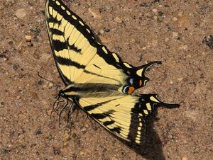 Canadian Tiger Swallowtail Butterfly