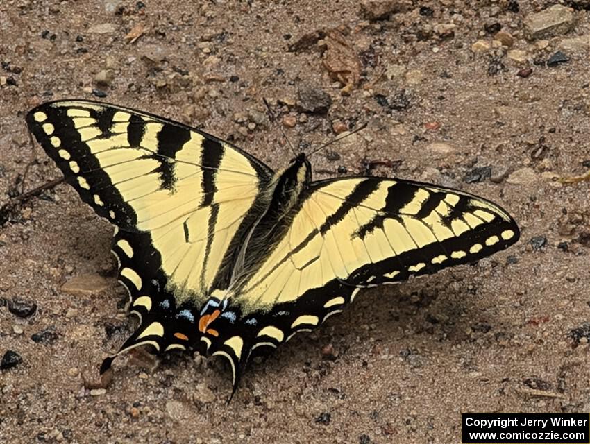 Canadian Tiger Swallowtail Butterfly