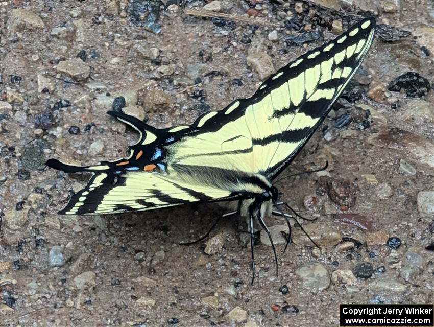 Canadian Tiger Swallowtail Butterfly