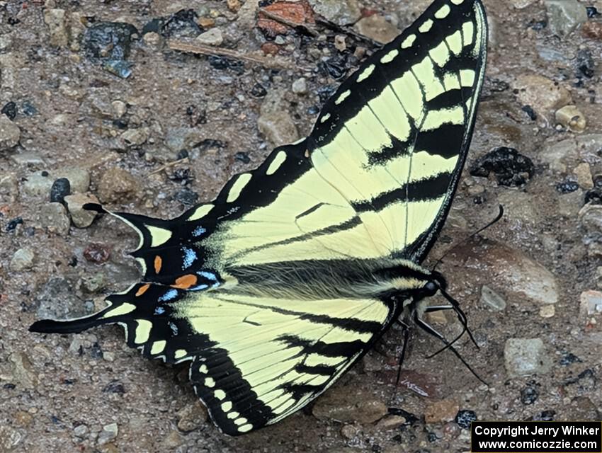 Canadian Tiger Swallowtail Butterfly
