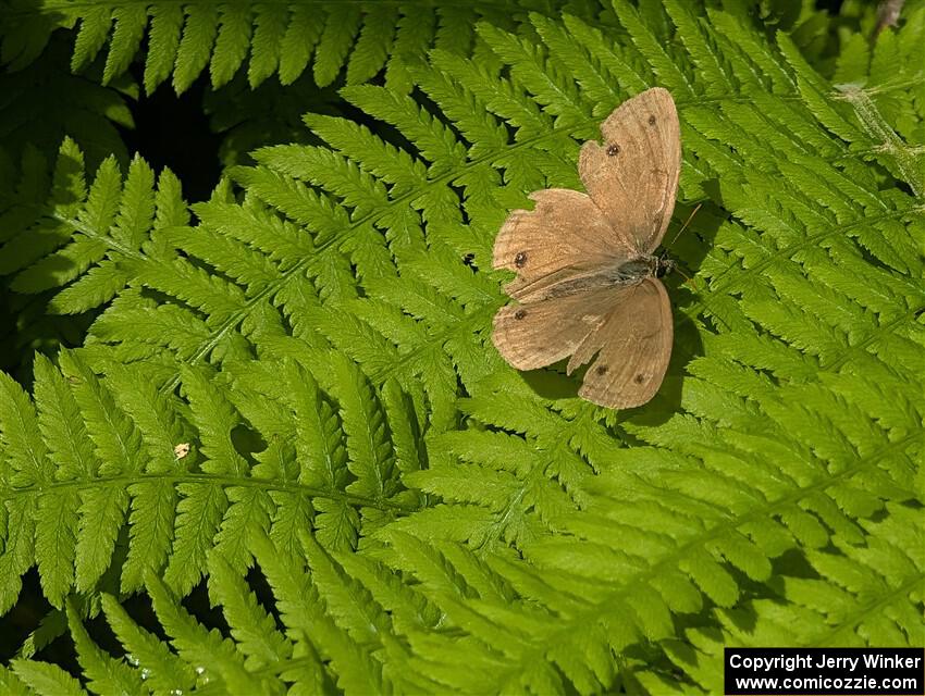 Little Wood Satyr Butterfly