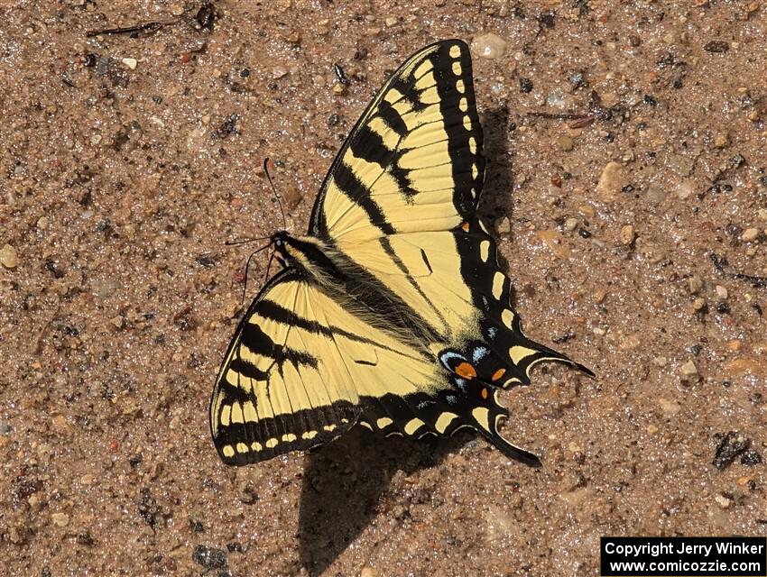 Canadian Tiger Swallowtail Butterfly