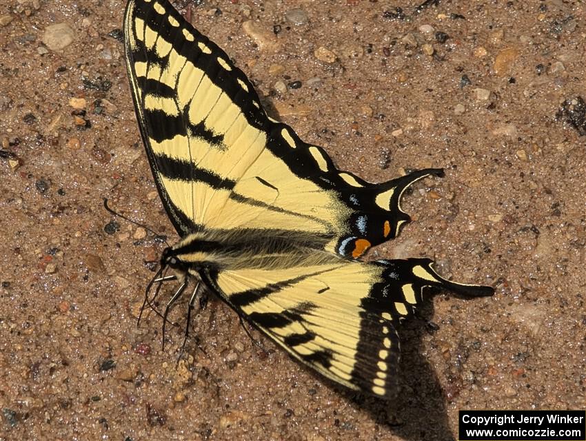 Canadian Tiger Swallowtail Butterfly