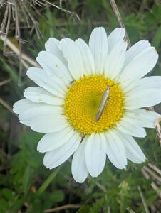 A Diamondback Moth on an Oxeye Daisy