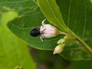 A Bee-eating Beetle pollinates a flower.