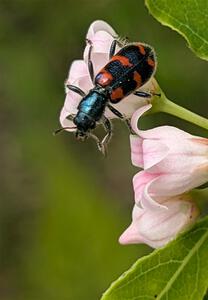 A Bee-eating Beetle