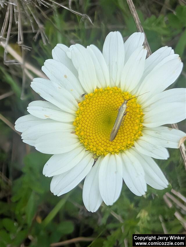 A Diamondback Moth on an Oxeye Daisy