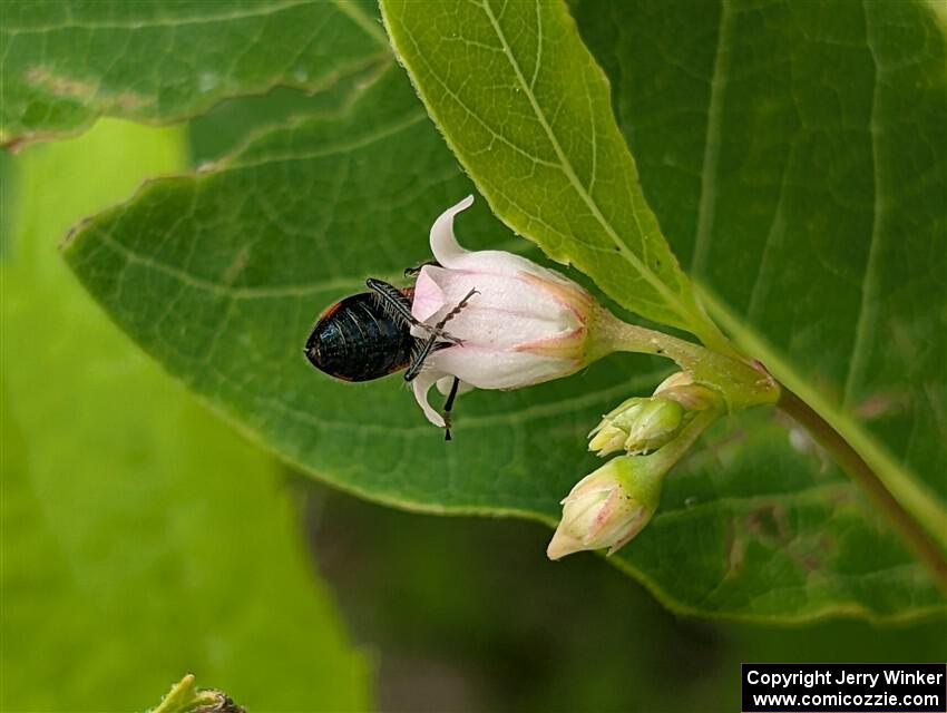 A Bee-eating Beetle pollinates a flower.