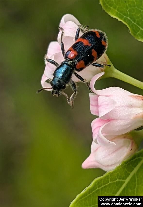 A Bee-eating Beetle
