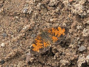 Pearl Crescent Butterfly