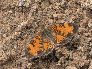Pearl Crescent Butterfly