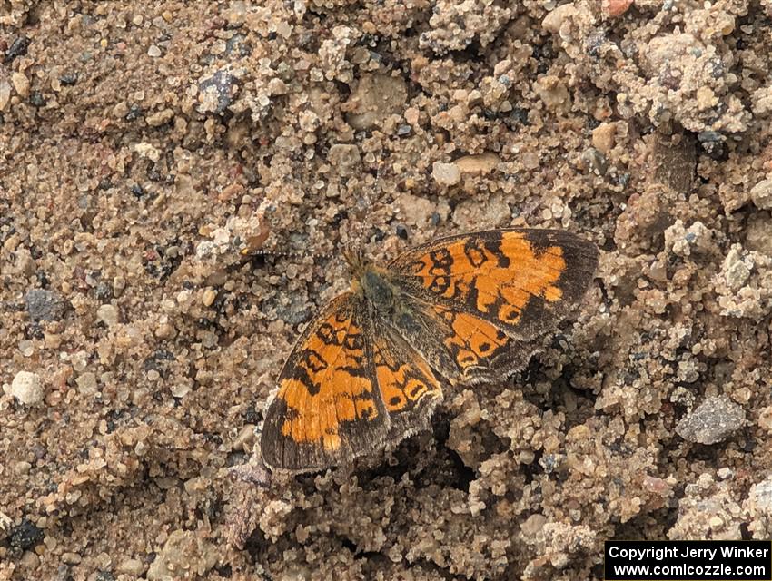 Pearl Crescent Butterfly
