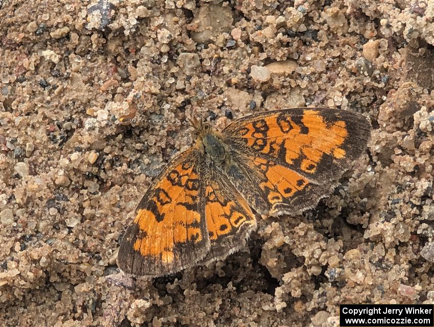 Pearl Crescent Butterfly
