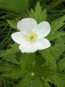 Canada Anemone Flower