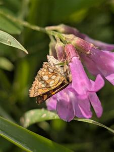 Arctic Skipper Butterfly