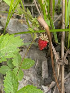 Wild strawberries grow alongside the stage road.