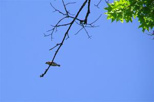 A Yellow-rumped Warbler high in the treetops.