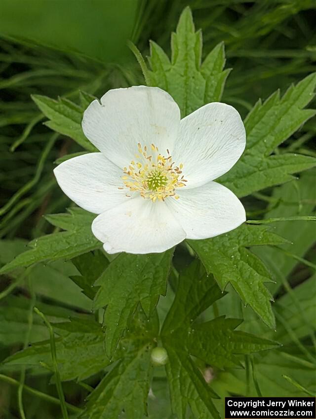 Canada Anemone Flower
