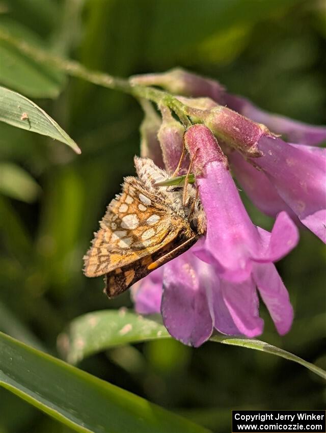 Arctic Skipper Butterfly