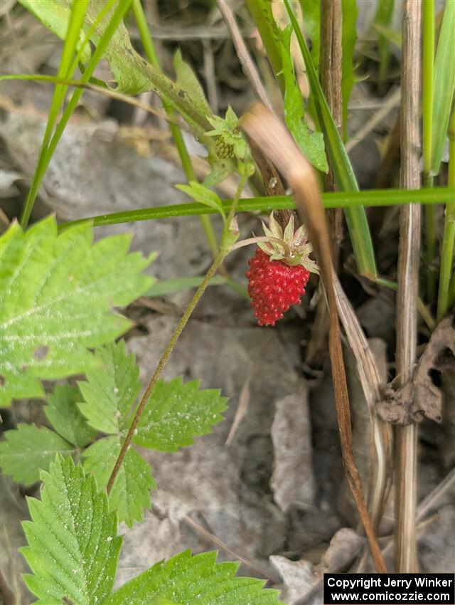 Wild strawberries grow alongside the stage road.