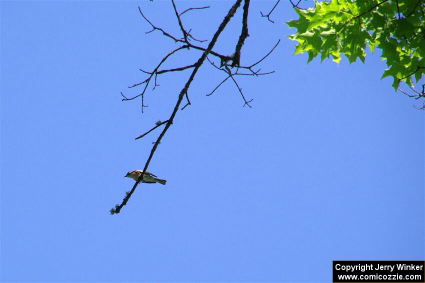A Yellow-rumped Warbler high in the treetops.