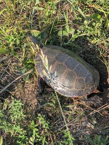 A female Painted Turtle lays its eggs near the stage road.