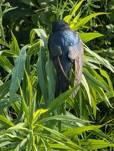 A severely dehydrated Tree Swallow rests on a plant near the stage road.