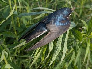 A severely dehydrated Tree Swallow rests on a plant near the stage road.