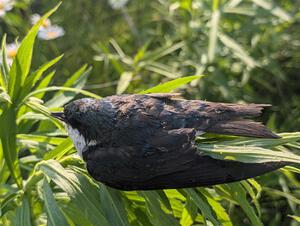 A severely dehydrated Tree Swallow rests on a plant near the stage road.