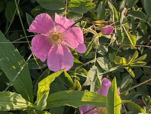 Meadow Rose