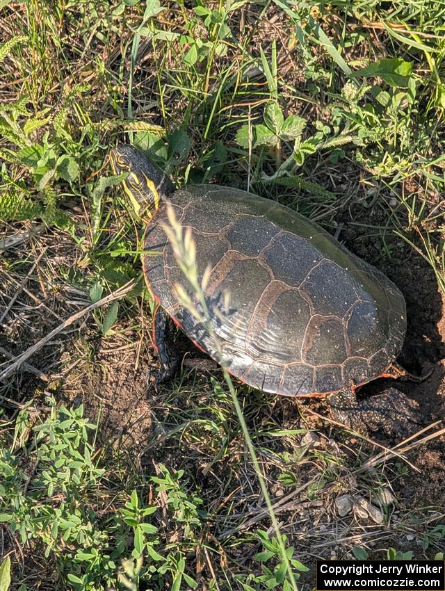 A female Painted Turtle lays its eggs near the stage road.