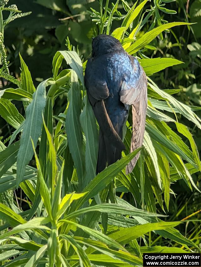 A severely dehydrated Tree Swallow rests on a plant near the stage road.