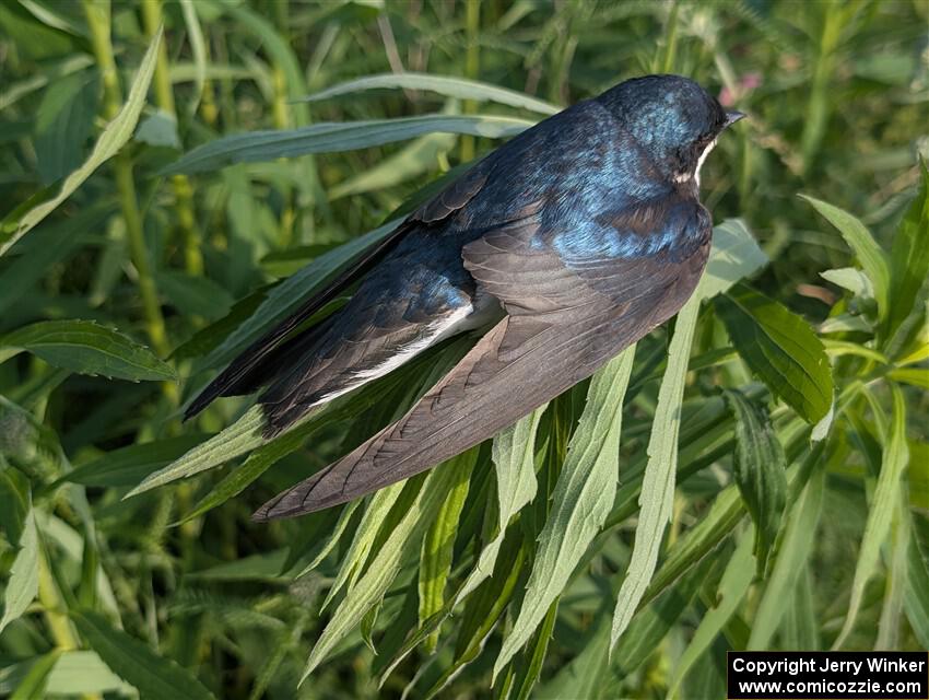 A severely dehydrated Tree Swallow rests on a plant near the stage road.