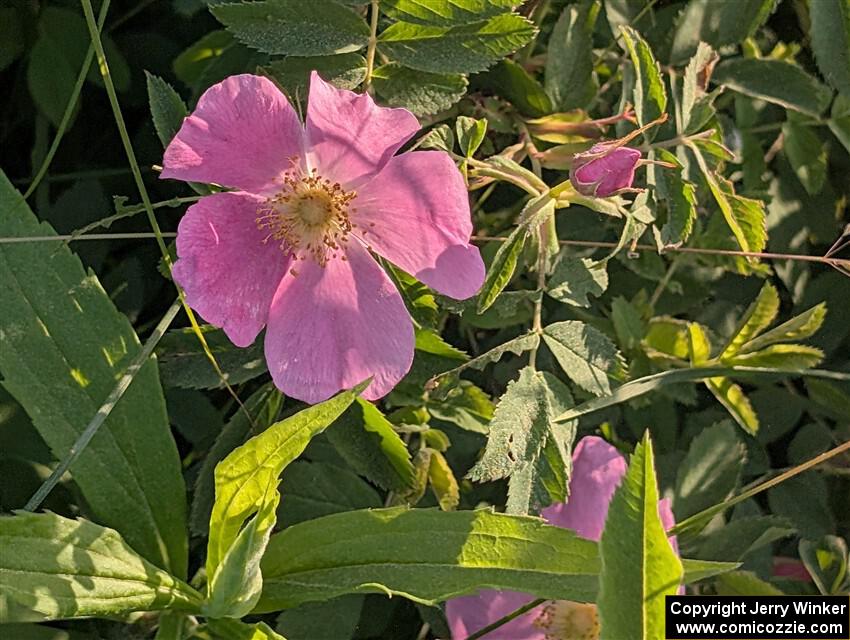 Meadow Rose