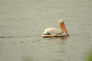 American White Pelican feeding in Buffalo Lake