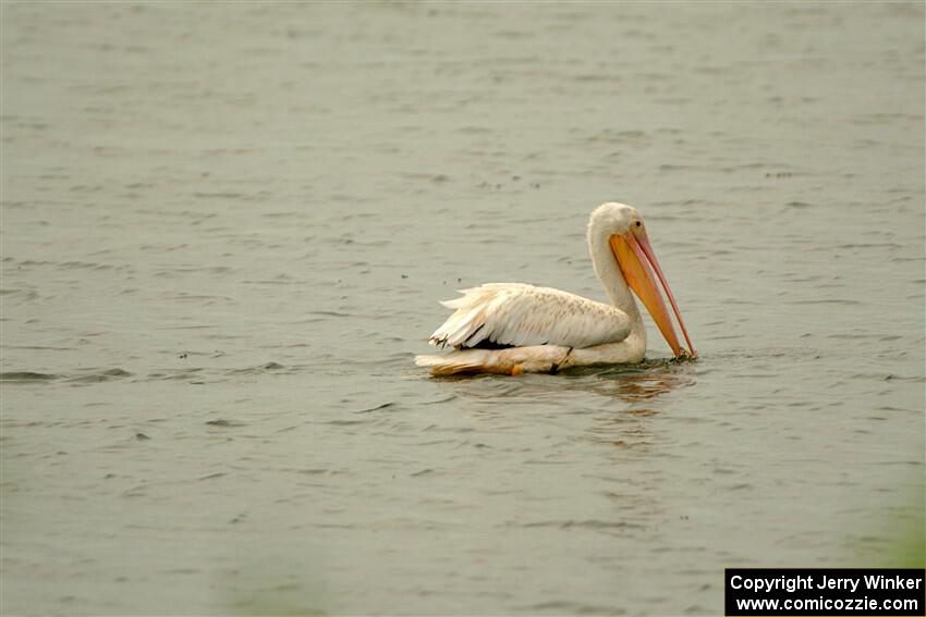 American White Pelican feeding in Buffalo Lake