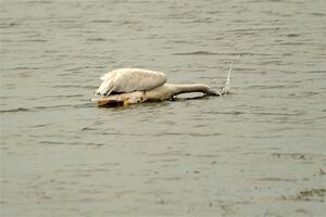 American White Pelican feeding in Buffalo Lake