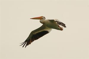 American White Pelican flying over Buffalo Lake