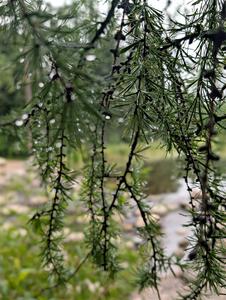A dew-covered Tamarack branch near the headwaters of the Mississippi River.