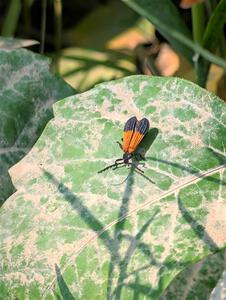 Net-winged Beetle
