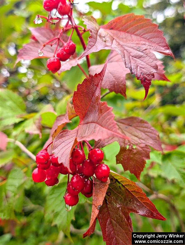 Highbush cranberries growing near the headwaters of the Mississippi River.