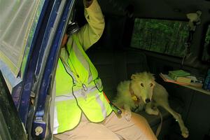 Amy Springer and Gracie at the start control for SS15, Otterkill II.