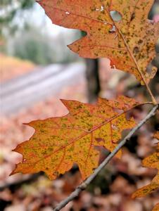 PXL_20251017_154038658.PORTRAIT~2