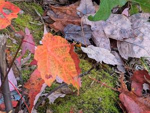 PXL_20251017_211609260