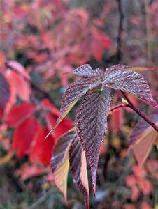 PXL_20251018_130707698.PORTRAIT