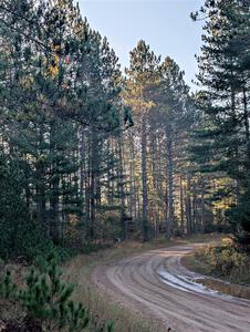 Tall pines alongside of SS9, Two Mile Creek I.