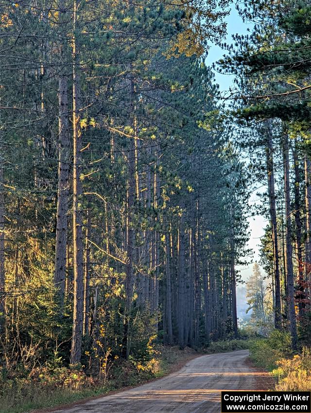 Tall pines alongside of SS9, Two Mile Creek I.