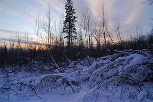 Heavy snow blanketed the bent over saplings at sundown between stages.
